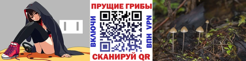 Галлюциногенные грибы Cubensis магазин Шацк